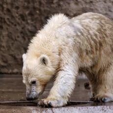 Junger Eisbär mit nassem Fell