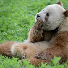 Qinling "Brown" Panda