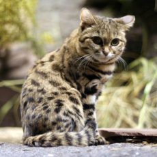 Schwarzfußkatze